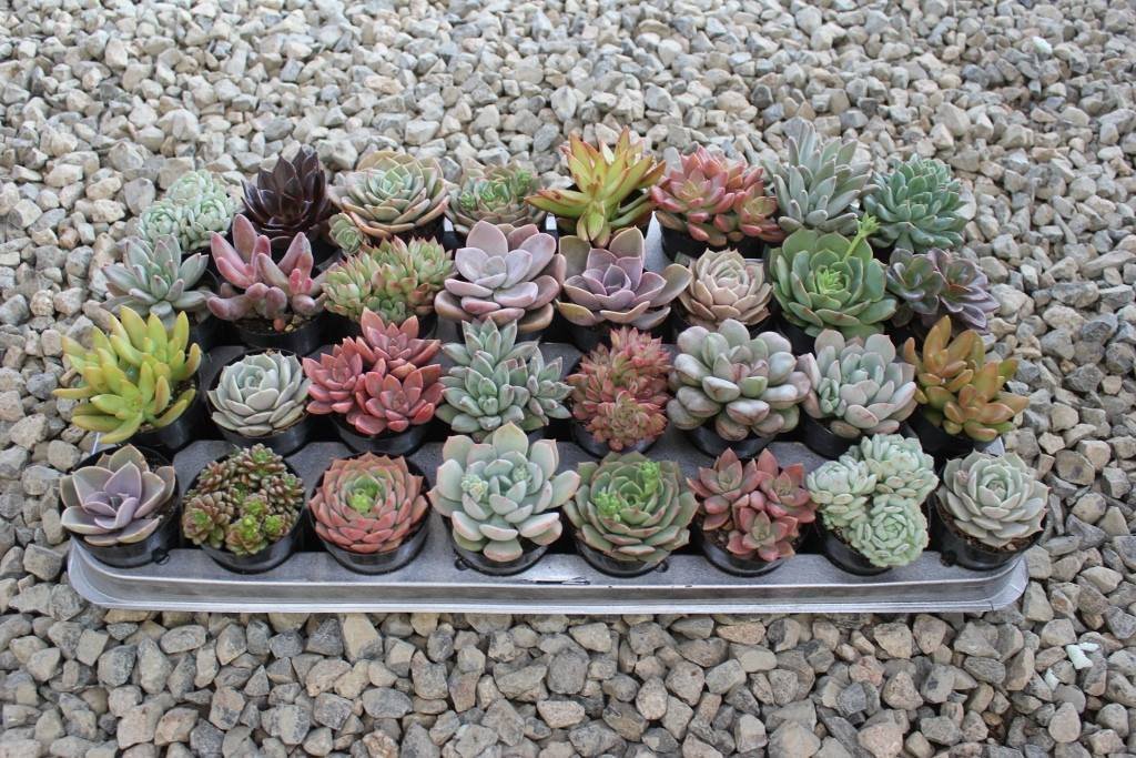 2.5 succulents 2.5