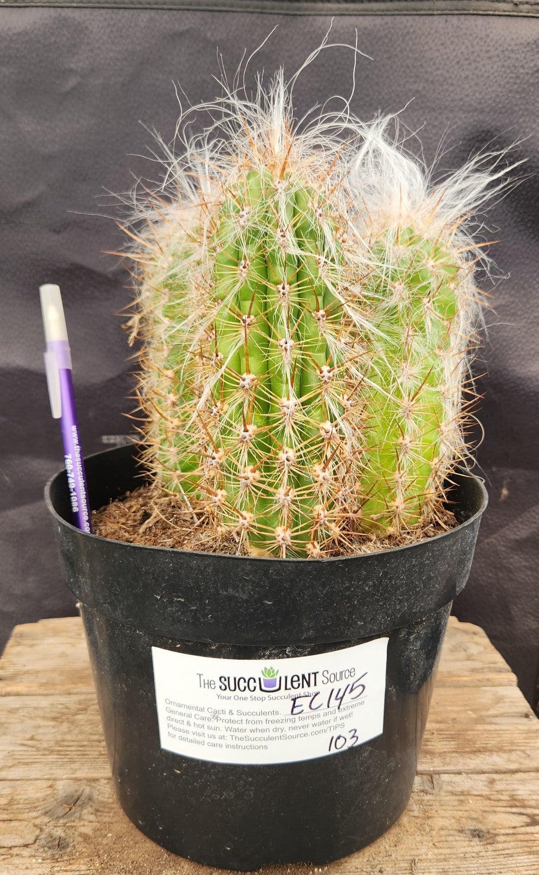 old man succulent #EC145 EXACT Oreocereus Celsianus Old Man Cactus