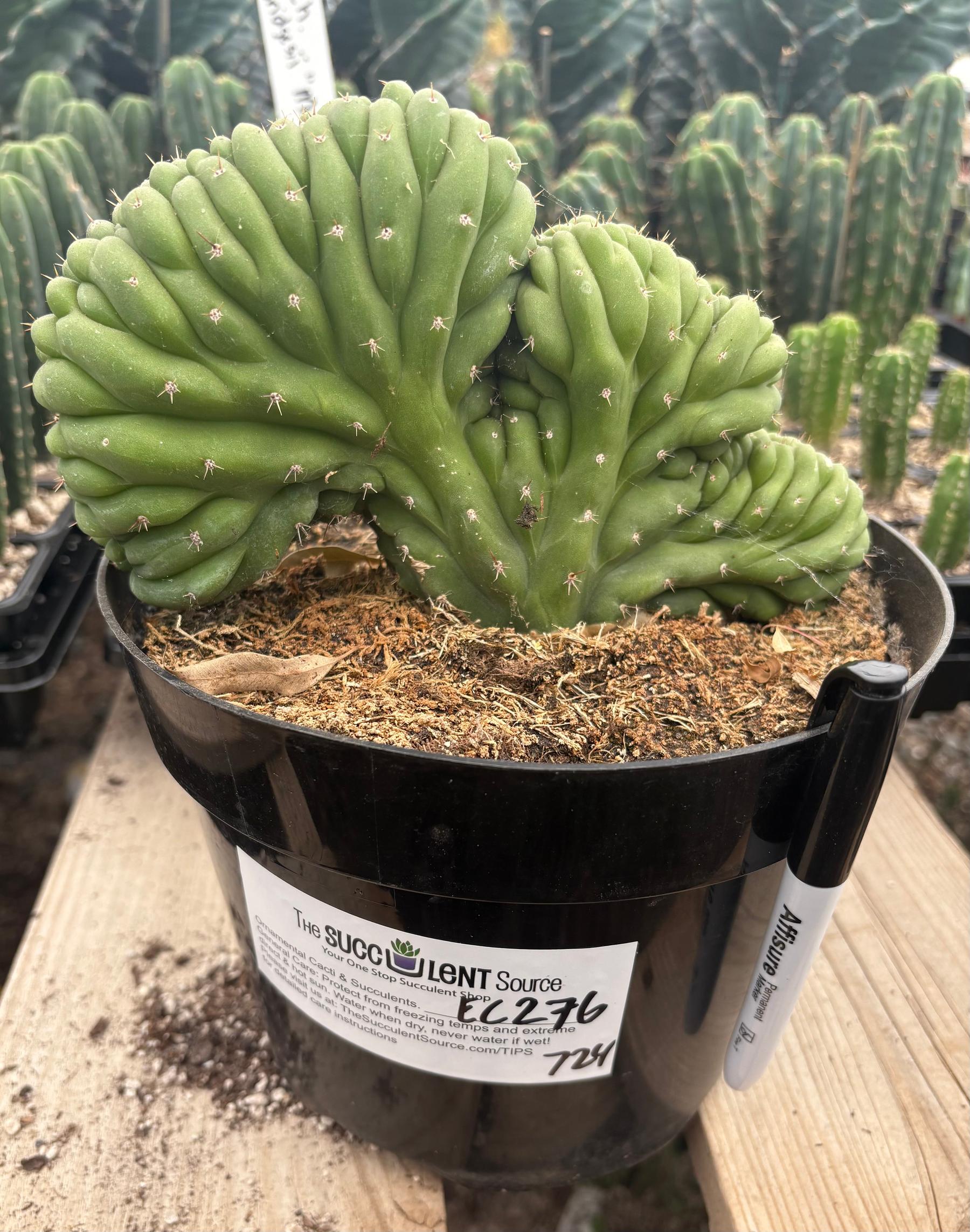 #EC276 EXACT Trichocereus Pachanoi Crested Cactus in 8” container