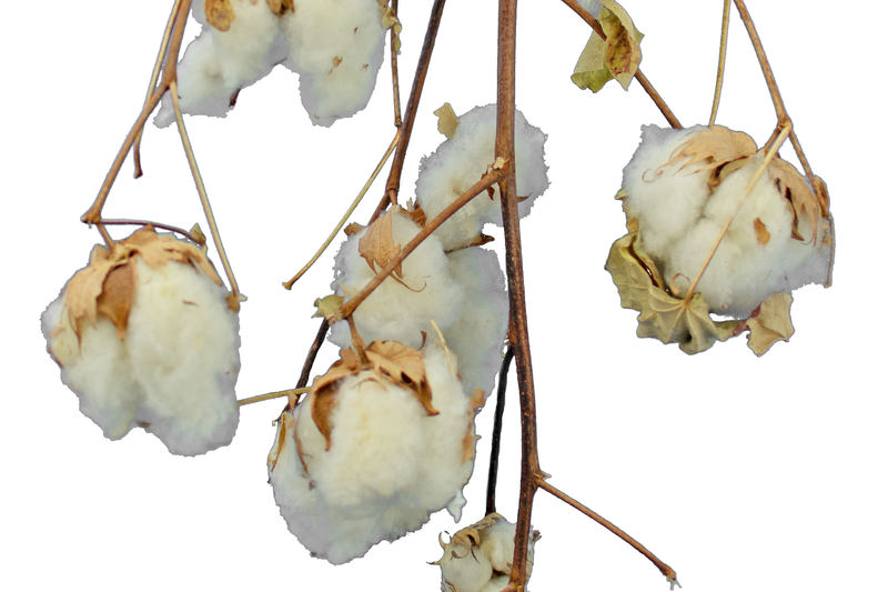 Cotton Stalk Natural Branch