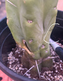 #EC14 Exact Trichocereus Bridgesii "Jiimz Twin Spine" Potted Cactus A-E