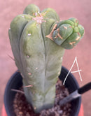 #EC14 Exact Trichocereus Bridgesii "Jiimz Twin Spine" Potted Cactus A-E