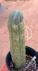 #EC14 Exact Trichocereus Bridgesii "Jiimz Twin Spine" Potted Cactus A-E