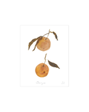 Oranges II