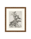 Pine Etchings 2