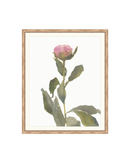 Single Rose