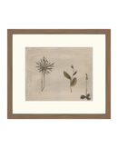 Botanical Thoughts IV
