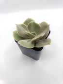 #1 Echeveria Perle von Nurnberg