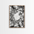 Forest Canopy View, Tree Tops Art, Nature Sky Print, Framed Canvas Print, Bedroom Wall Art, Minimalist Nature, Modern Rustic Decor