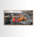 Bold Lobster, Nautical Art, Coastal Living, Red Claw, Framed Canvas Print, Beach House Wall Art, Kitchen Decor, Color Splash Style