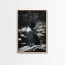 Loon Call, Singing Bird, Red Beak, Monochrome Framed Canvas Print, Wildlife Wall Decor, Bird Lover Wall Art, Rustic Cabin Accent