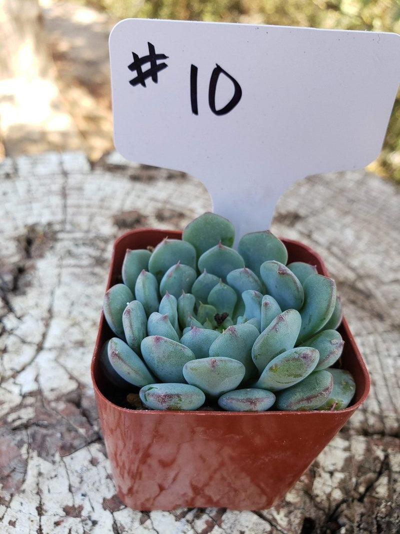 #10 Echeveria Minima