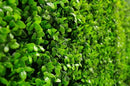 Sample Panel – Bright Boxwood Green Wall (Small Sample)
