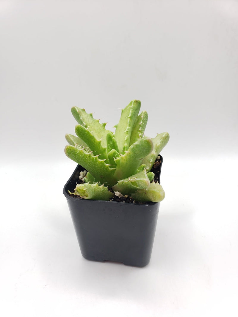 #103 Variegated Faucaria Tiger Jaw