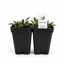 Chic & Shady Live Plant Landscape Kit | Prairie Legacy Inc.