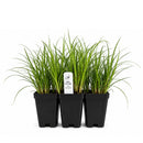 Chic & Shady Live Plant Landscape Kit | Prairie Legacy Inc.