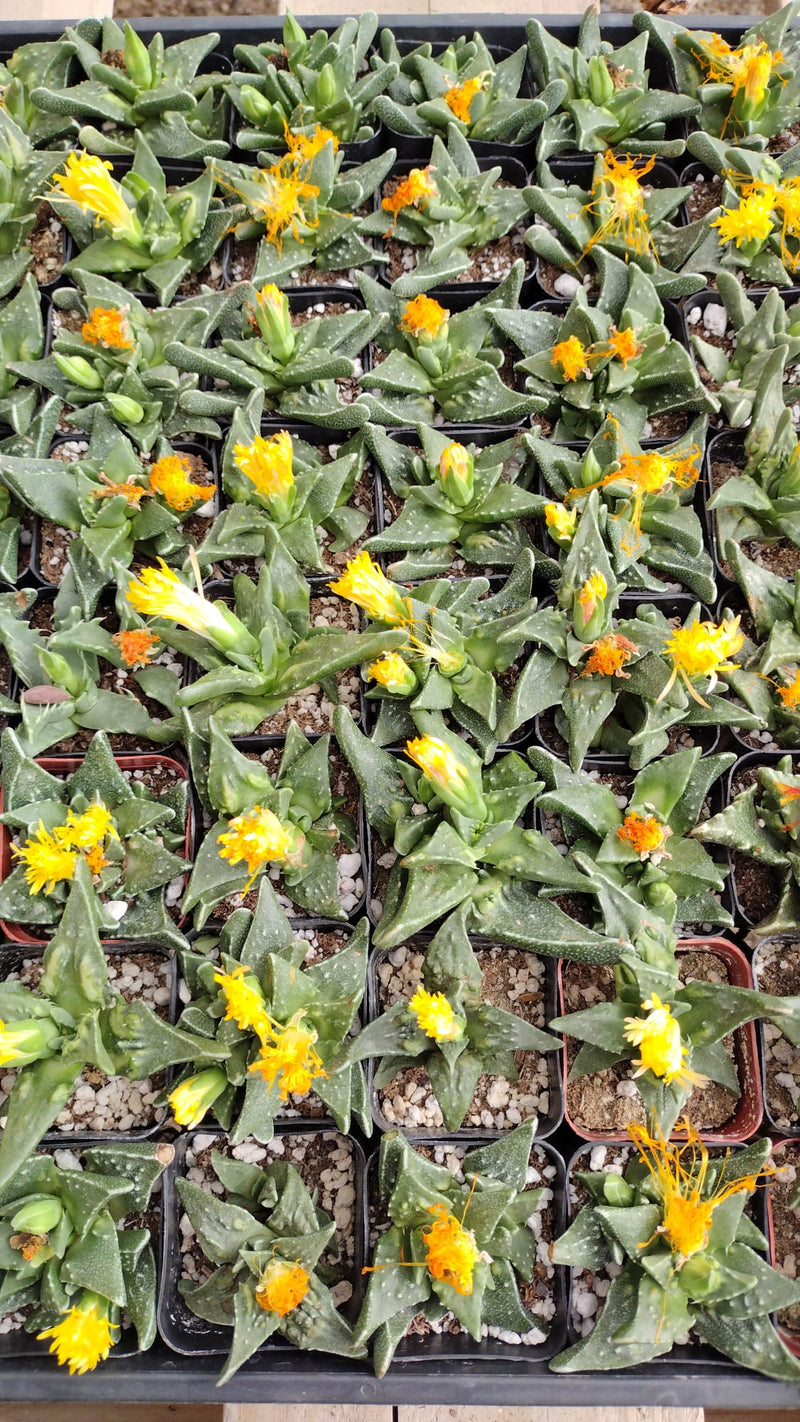 #11 Faucaria Tiger Jaw