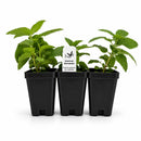 Chic & Shady Live Plant Landscape Kit | Prairie Legacy Inc.