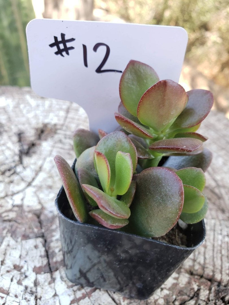 #12 Crassula Mini Jade