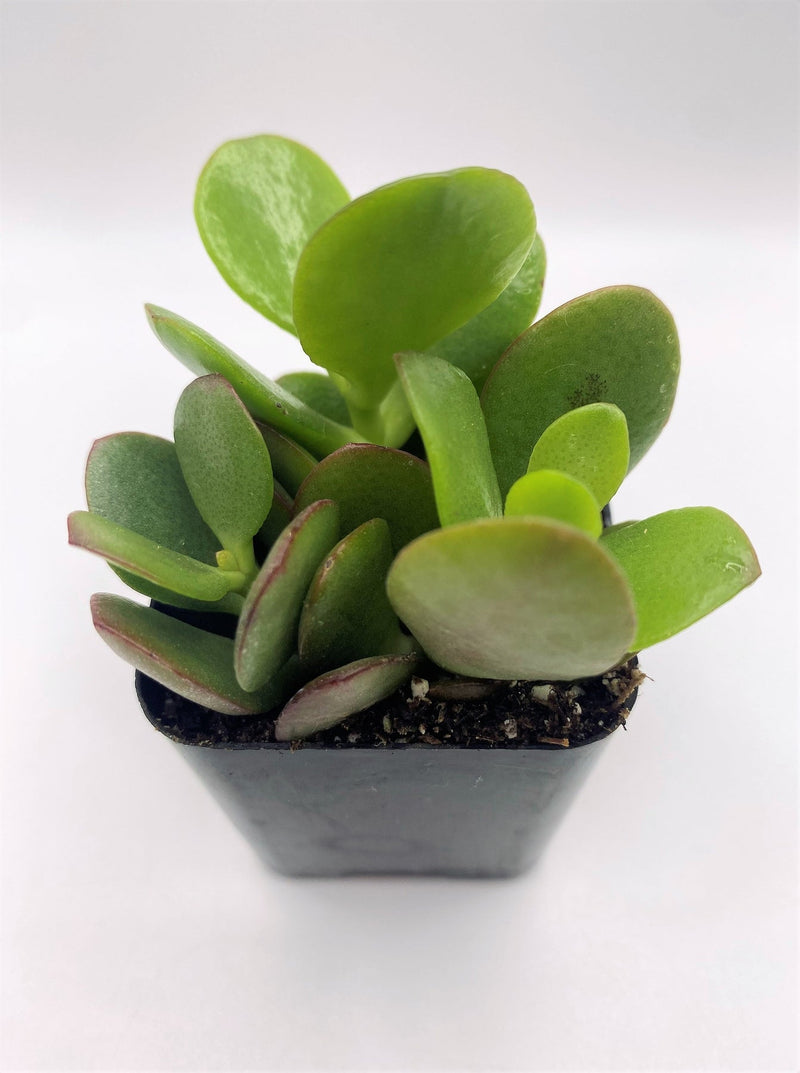 #12 Crassula Mini Jade