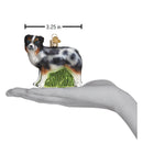 Australian Shepherd