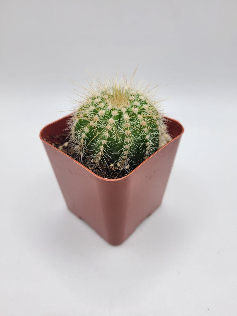 #12C  Balloon Cactus 2"