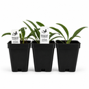 Bird Sanctuary Live Plant Landscape Kit | Prairie Legacy Inc.