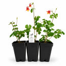 Chic & Shady Live Plant Landscape Kit | Prairie Legacy Inc.