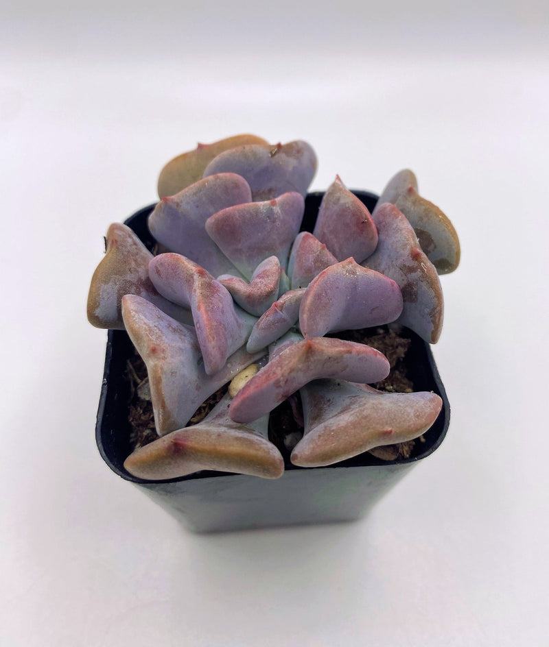 #13 Echeveria Cubic Frost