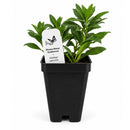Bird Sanctuary Live Plant Landscape Kit | Prairie Legacy Inc.