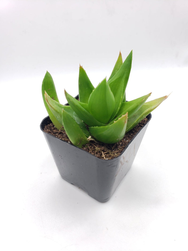 #14 Aloe Black Gem