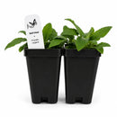 Bird Sanctuary Live Plant Landscape Kit | Prairie Legacy Inc.