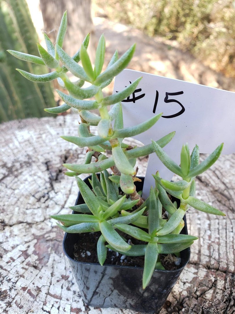 mini tree succulent 15 Crassula Mini Pine