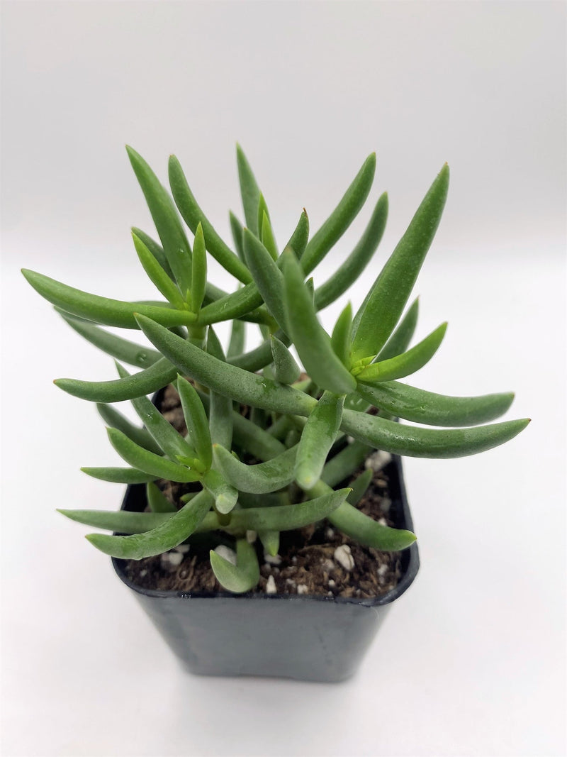 #15 Crassula Mini Pine