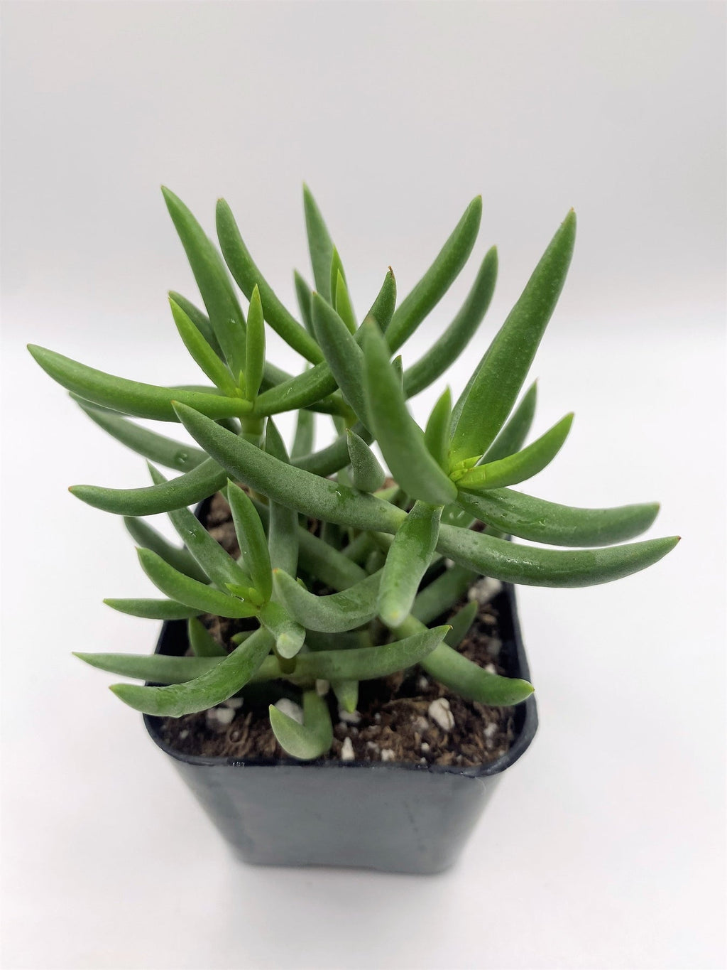 small tree like succulent 15 Crassula Mini Pine