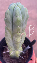 #EC14 Exact Trichocereus Bridgesii "Jiimz Twin Spine" Potted Cactus A-E