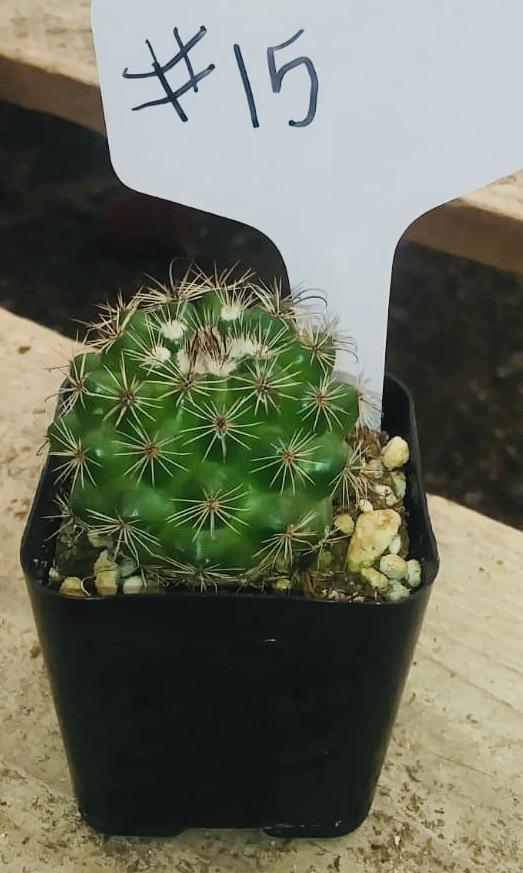 #15C Thelocactus 2"