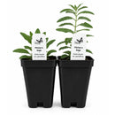 Bird Sanctuary Live Plant Landscape Kit | Prairie Legacy Inc.