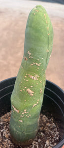 #EC24 EXACT Trichocereus Bridgesii TBM  Penis monstrose Long Form Cactus 10”