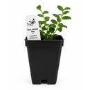 Bird Sanctuary Live Plant Landscape Kit | Prairie Legacy Inc.