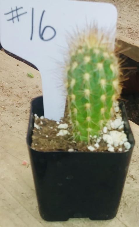 #16c 2" Pilosocereus Gounellei