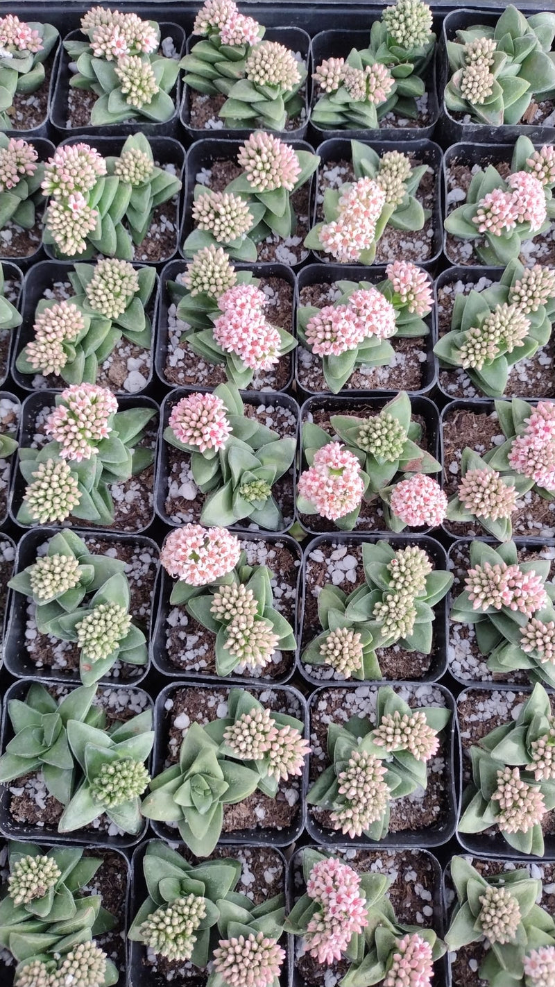 #17 Crassula Springtime