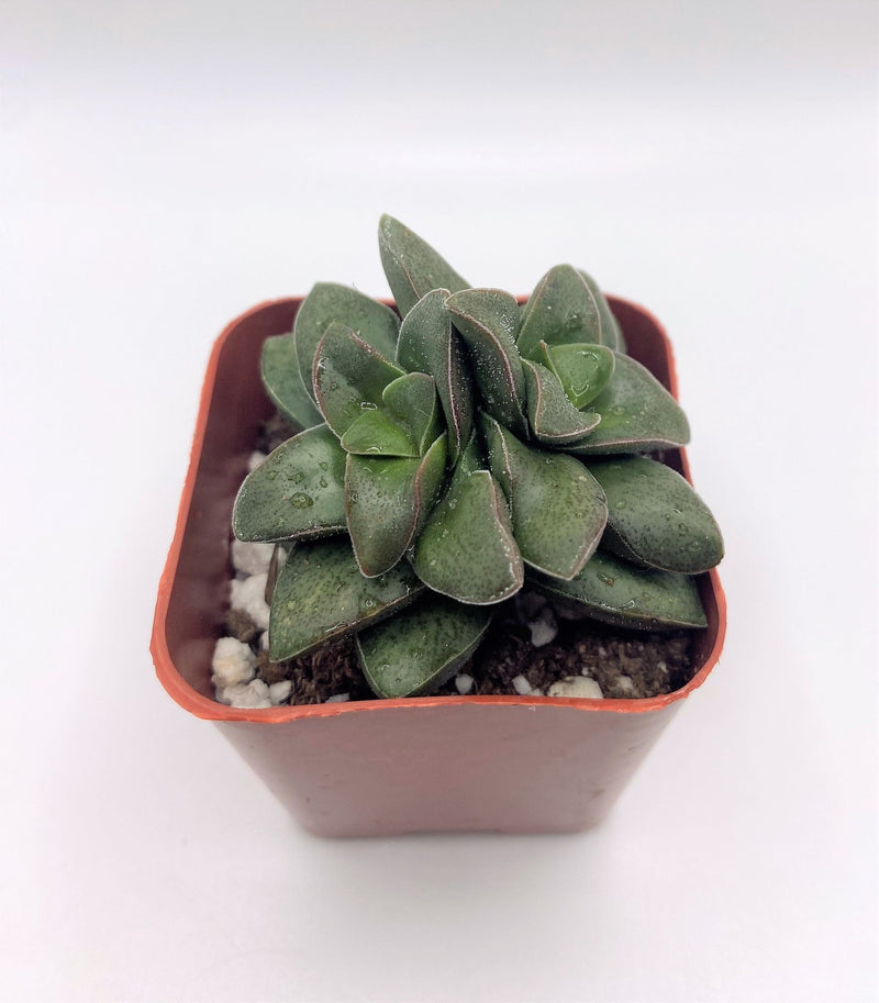 #17 Crassula Springtime