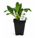 Bird Sanctuary Live Plant Landscape Kit | Prairie Legacy Inc.
