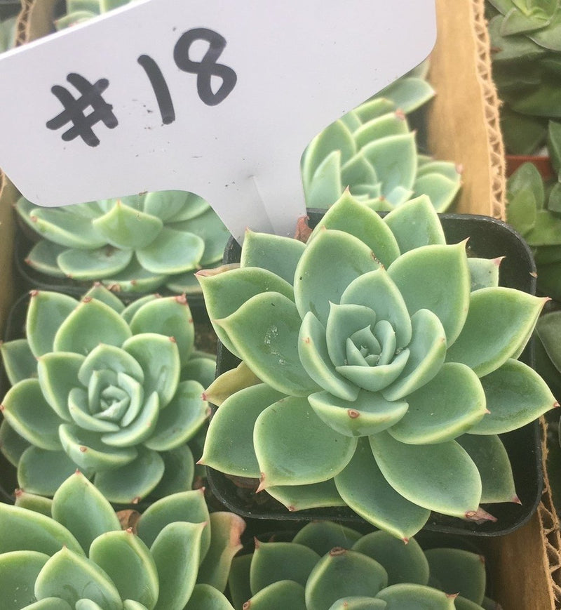 #18 Echeveria Blue Atoll