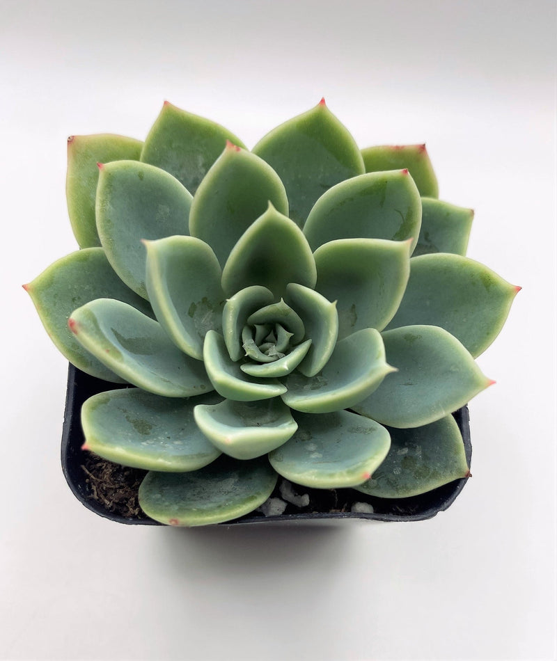 #18 Echeveria Blue Atoll