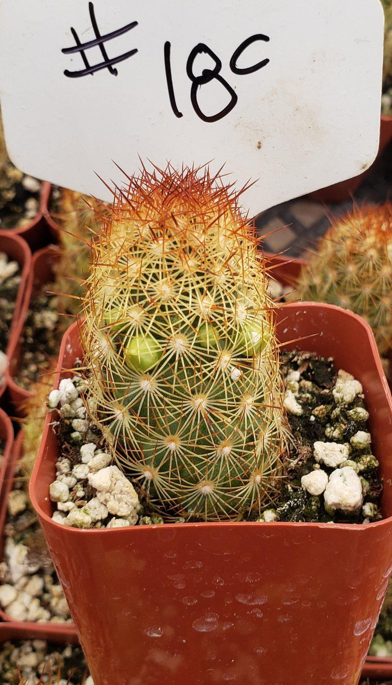 #18C Mammilaria Copper King 2"