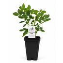Bird Sanctuary Live Plant Landscape Kit | Prairie Legacy Inc.