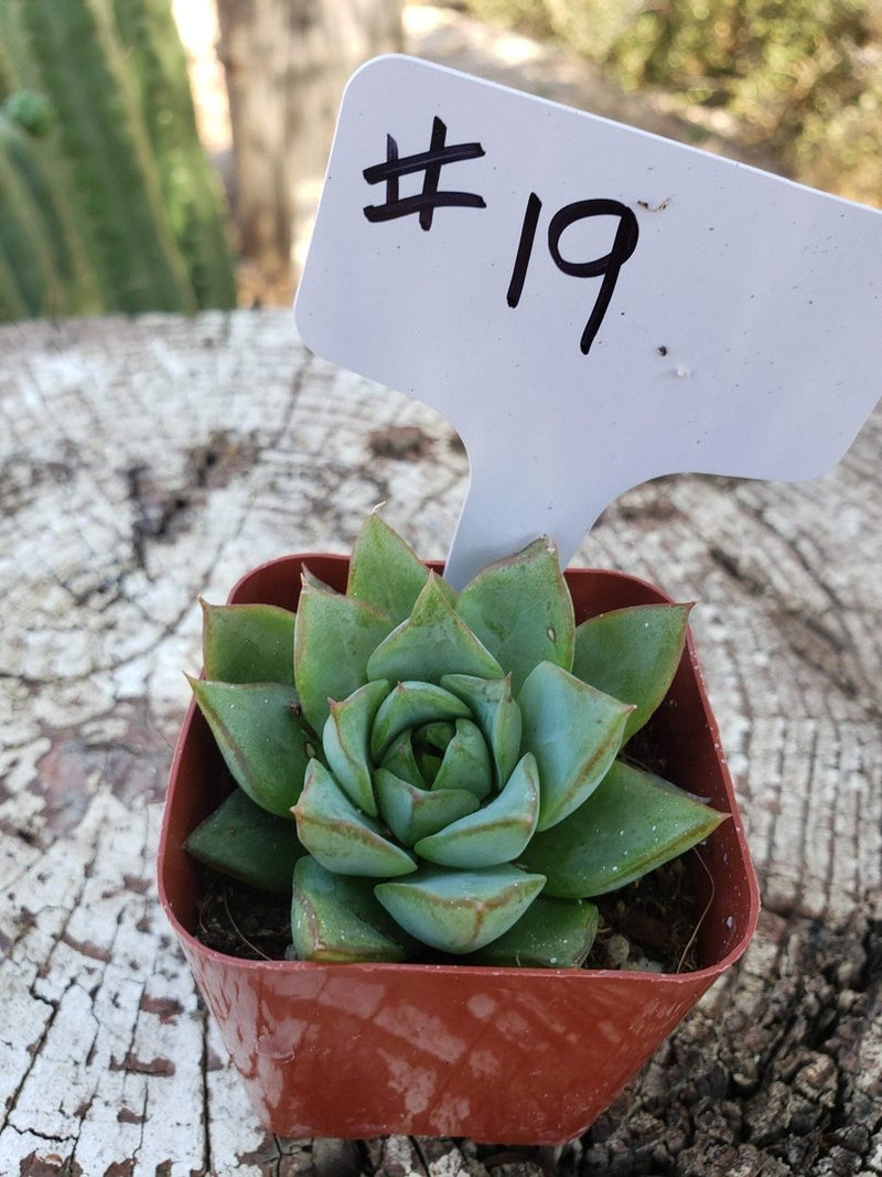 #19 Echeveria Purposorum