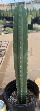 #EC199 EXACT Trichocereus Scopulicola Kesey X Pachanoi Torres n Torres Cactus 17”